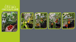 Выращивание томатов в гидропонной установке ФИТОБРЕВНО