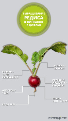 Как вырастить редис в гидропонной установке Фитобокс 